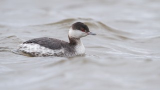Horned Grebe
