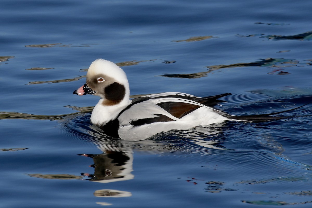 Long-tailed Duck - ML613879940