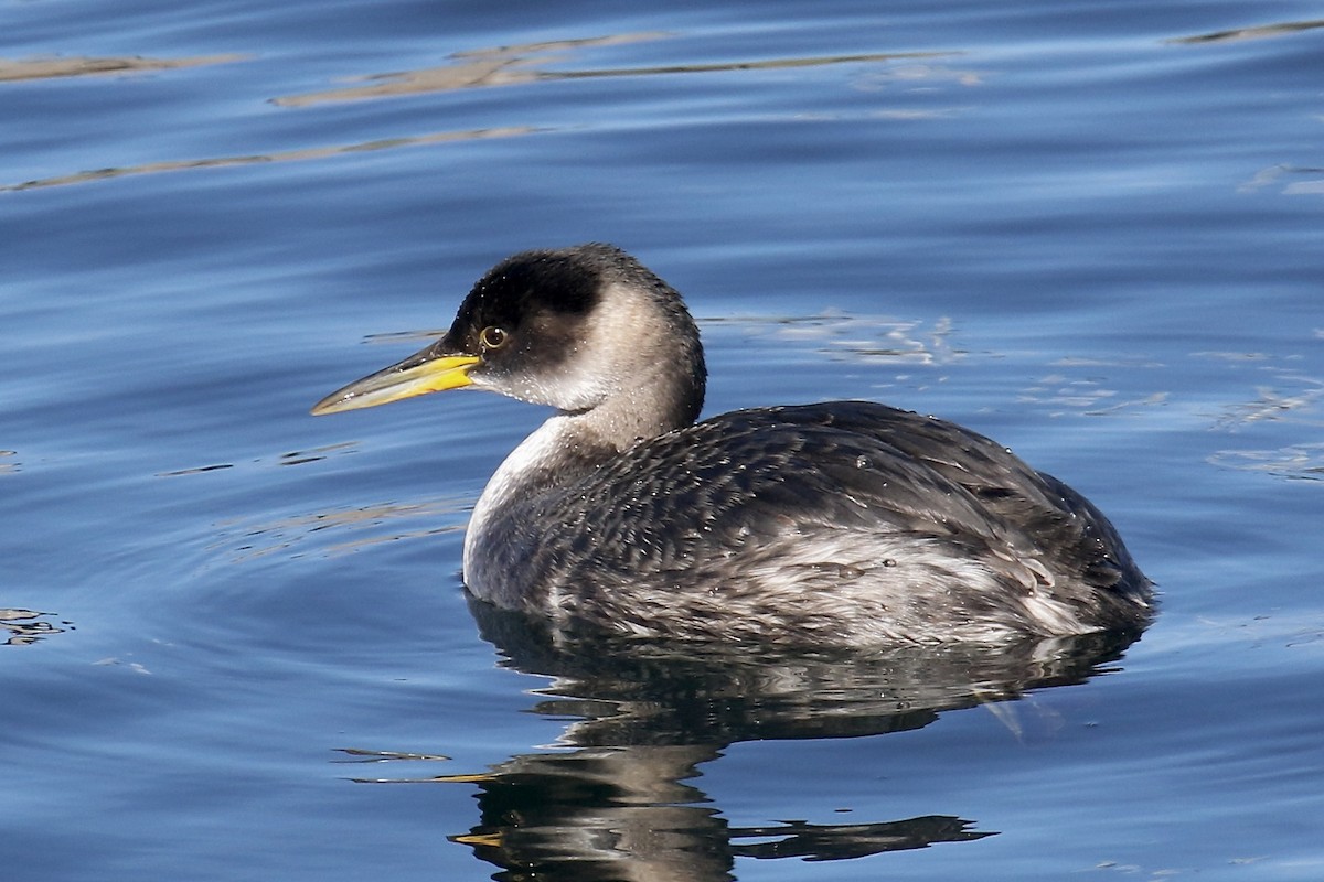 Red-necked Grebe - ML613879944