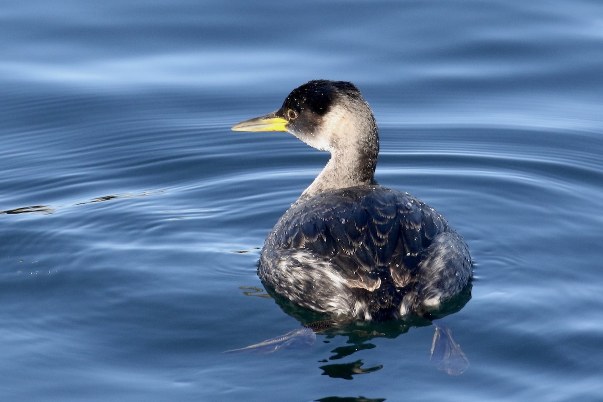 Red-necked Grebe - ML613879958