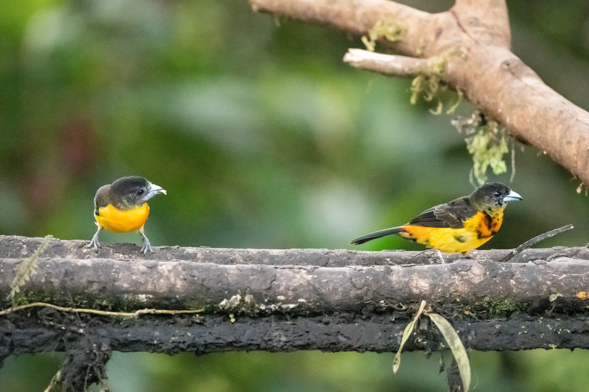 Flame-rumped Tanager (Flame-rumped) - ML613880010