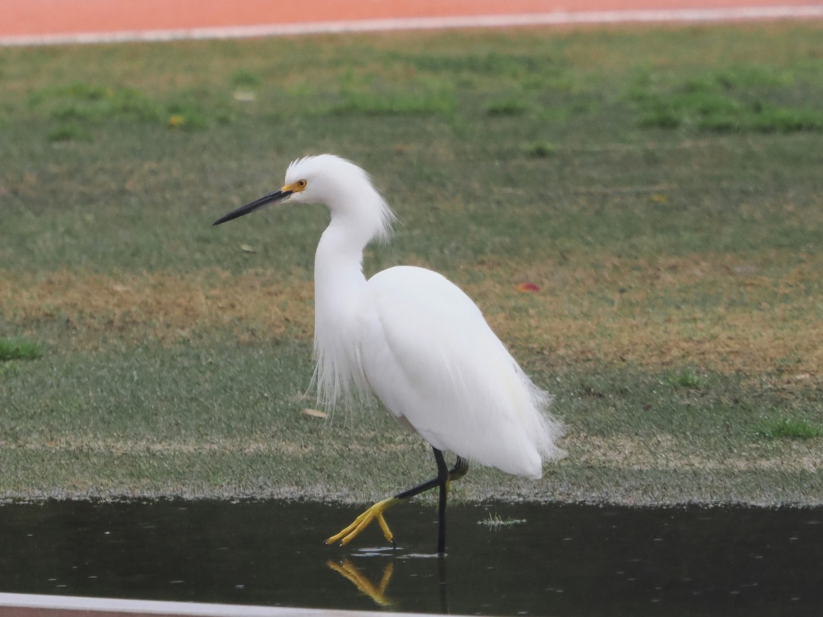 EBird Checklist 22 Jan 2024 Tournament Park 17 Species 1 Other   1200