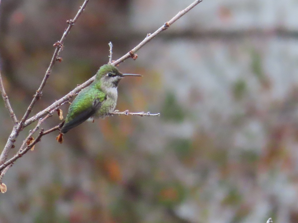 EBird Checklist 22 Jan 2024 Corner Of 14th Island 5 Species   1200