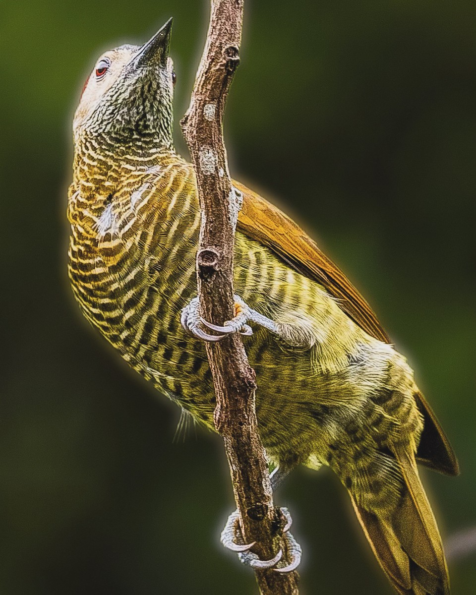 Golden-olive Woodpecker - ML613880511