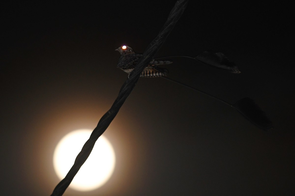 Standard-winged Nightjar - ML613880691