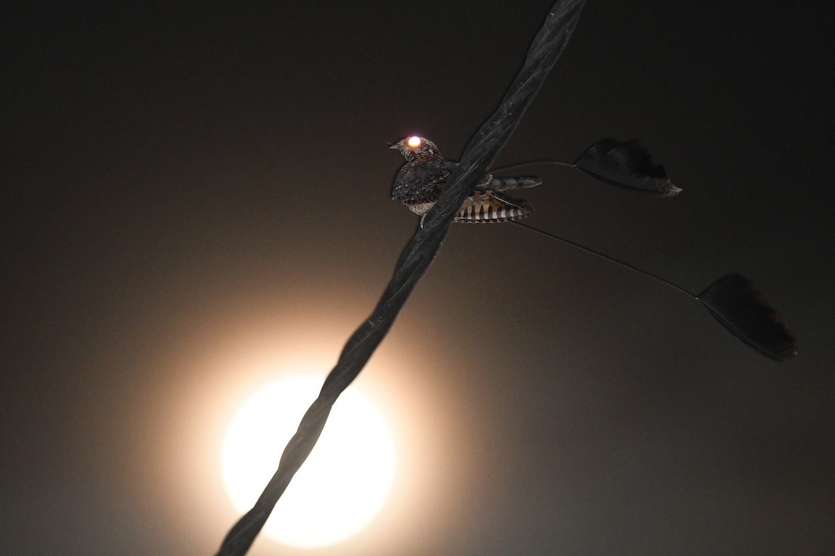 Standard-winged Nightjar - ML613880698