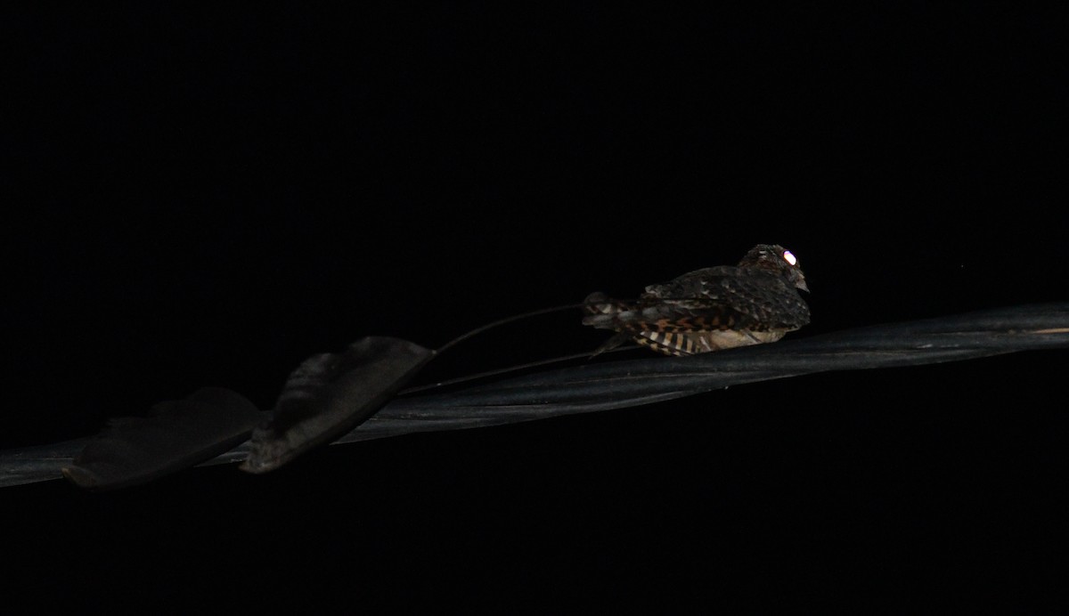 Standard-winged Nightjar - ML613880700