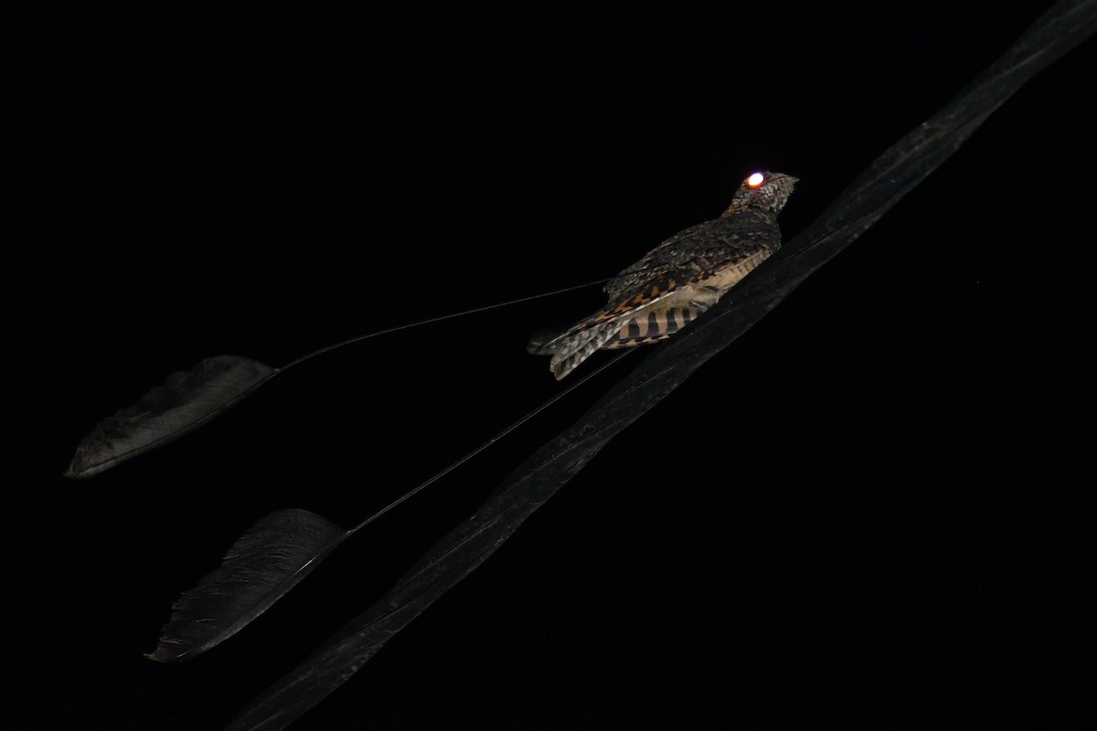 Standard-winged Nightjar - ML613880703
