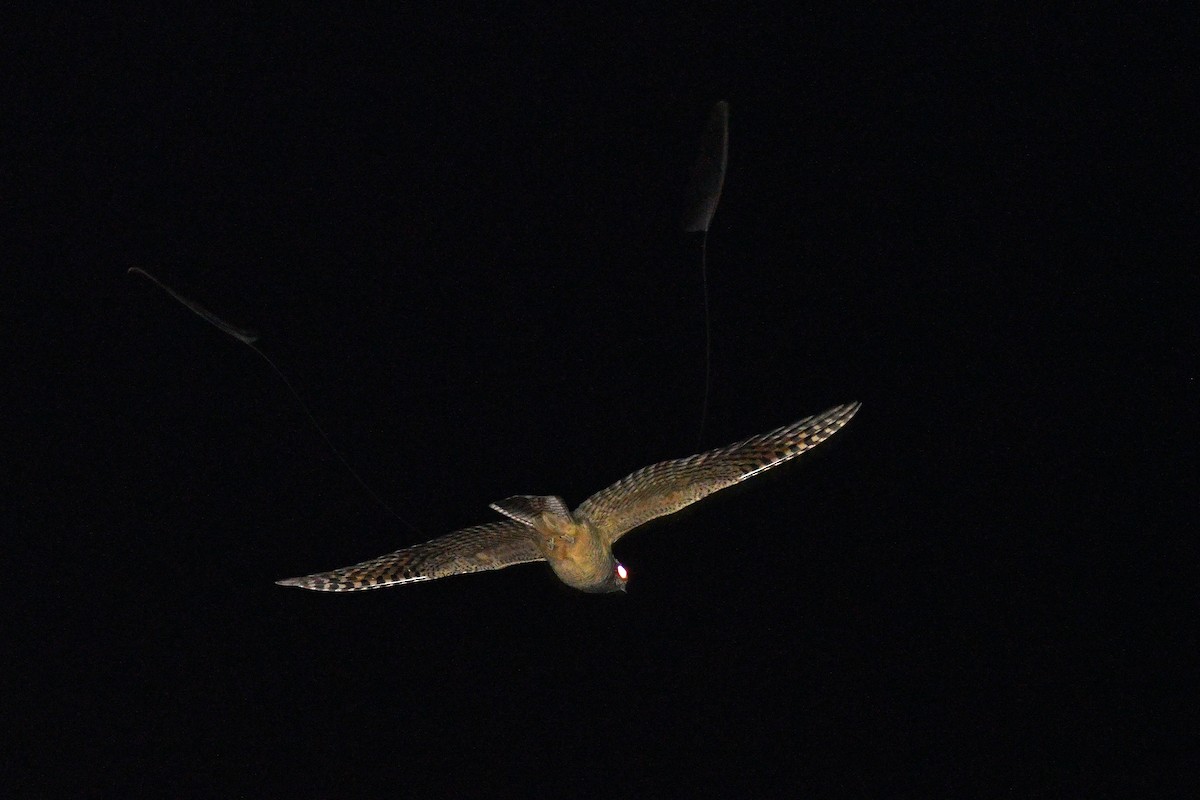 Standard-winged Nightjar - ML613880708
