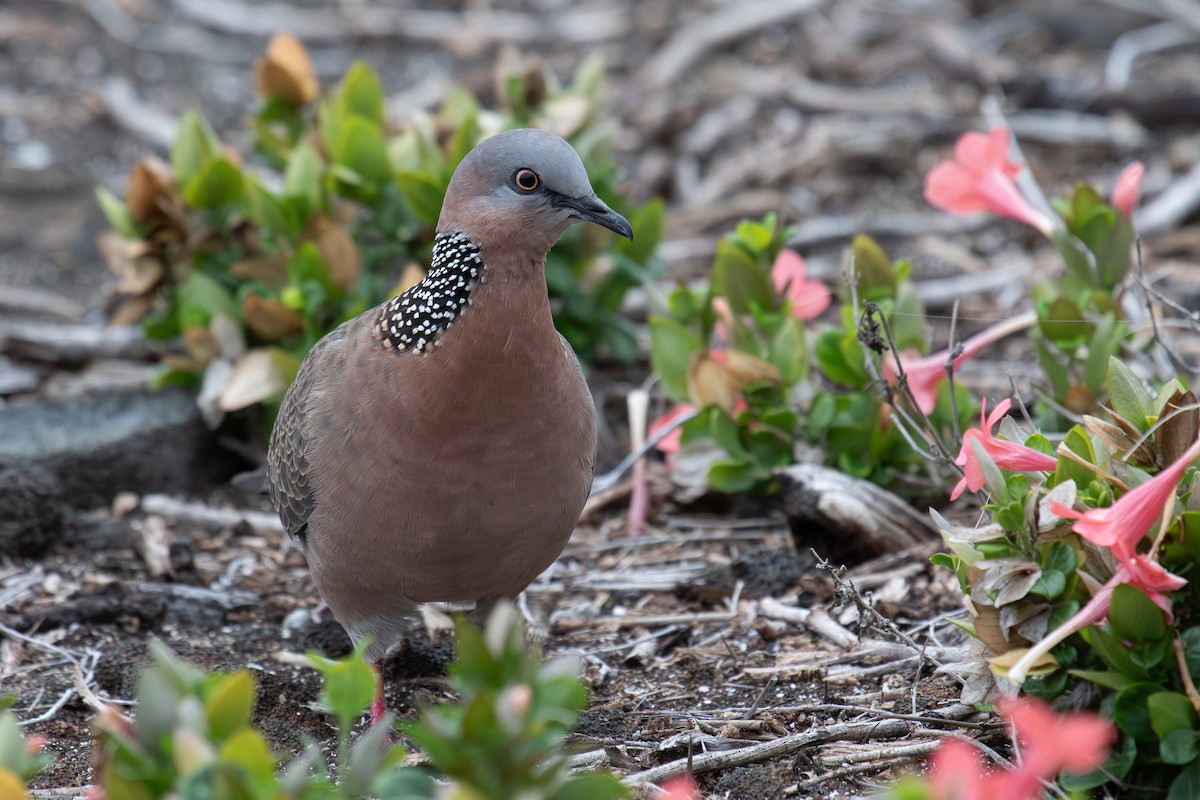 Spotted Dove - ML613880856