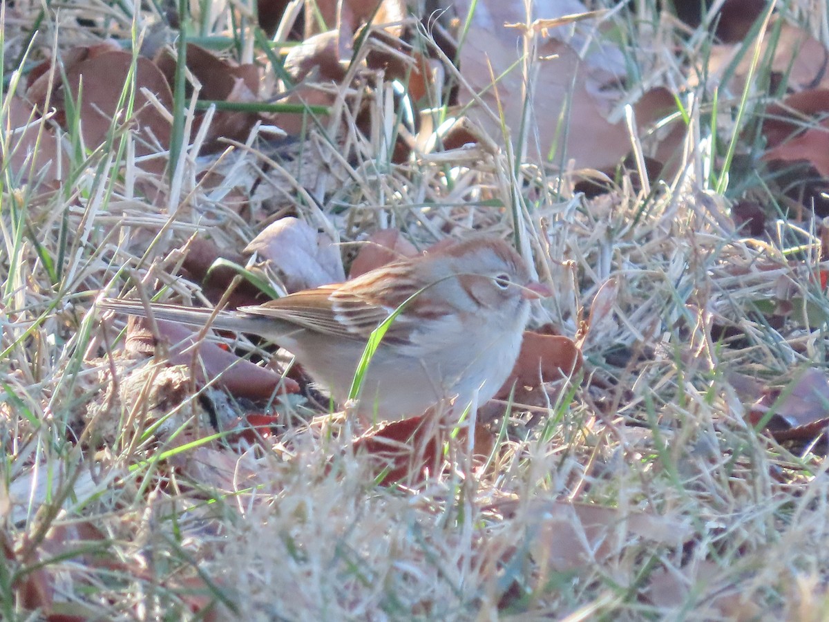 Field Sparrow - ML613880891
