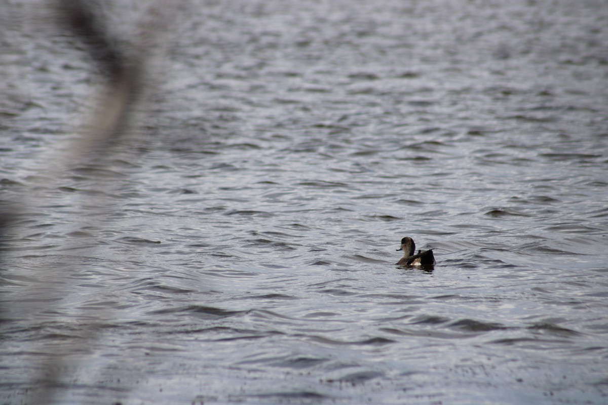 EBird Checklist 22 Jan 2024 Lake West Of Bridge Road Opposite   1200