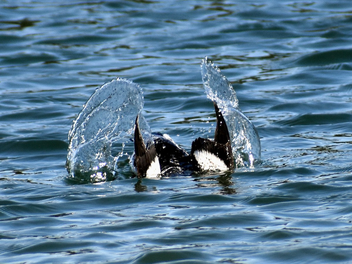 EBird Checklist 22 Jan 2024 Shark River Inlet 12 Species   1200