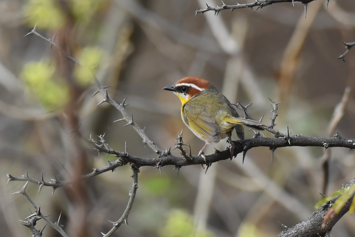 Rufous-capped Warbler - ML613881166