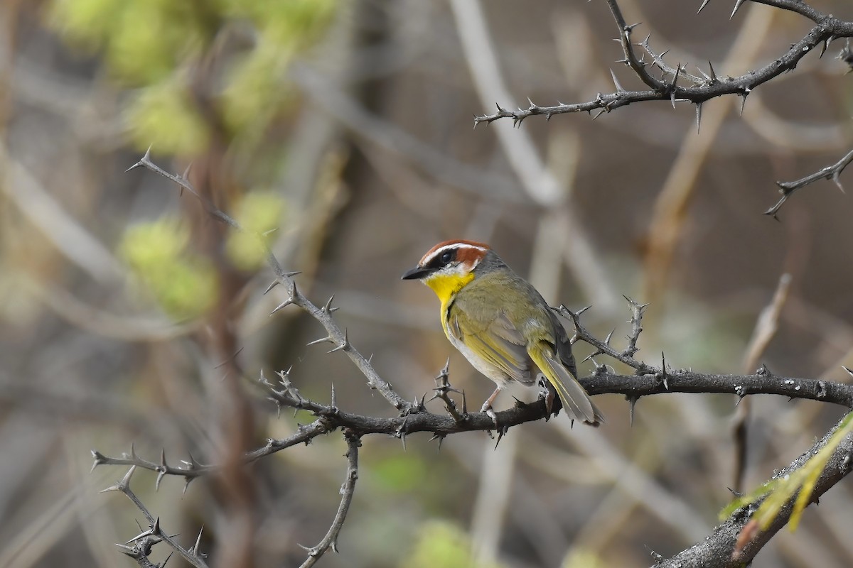 Rufous-capped Warbler - Brandon Caswell