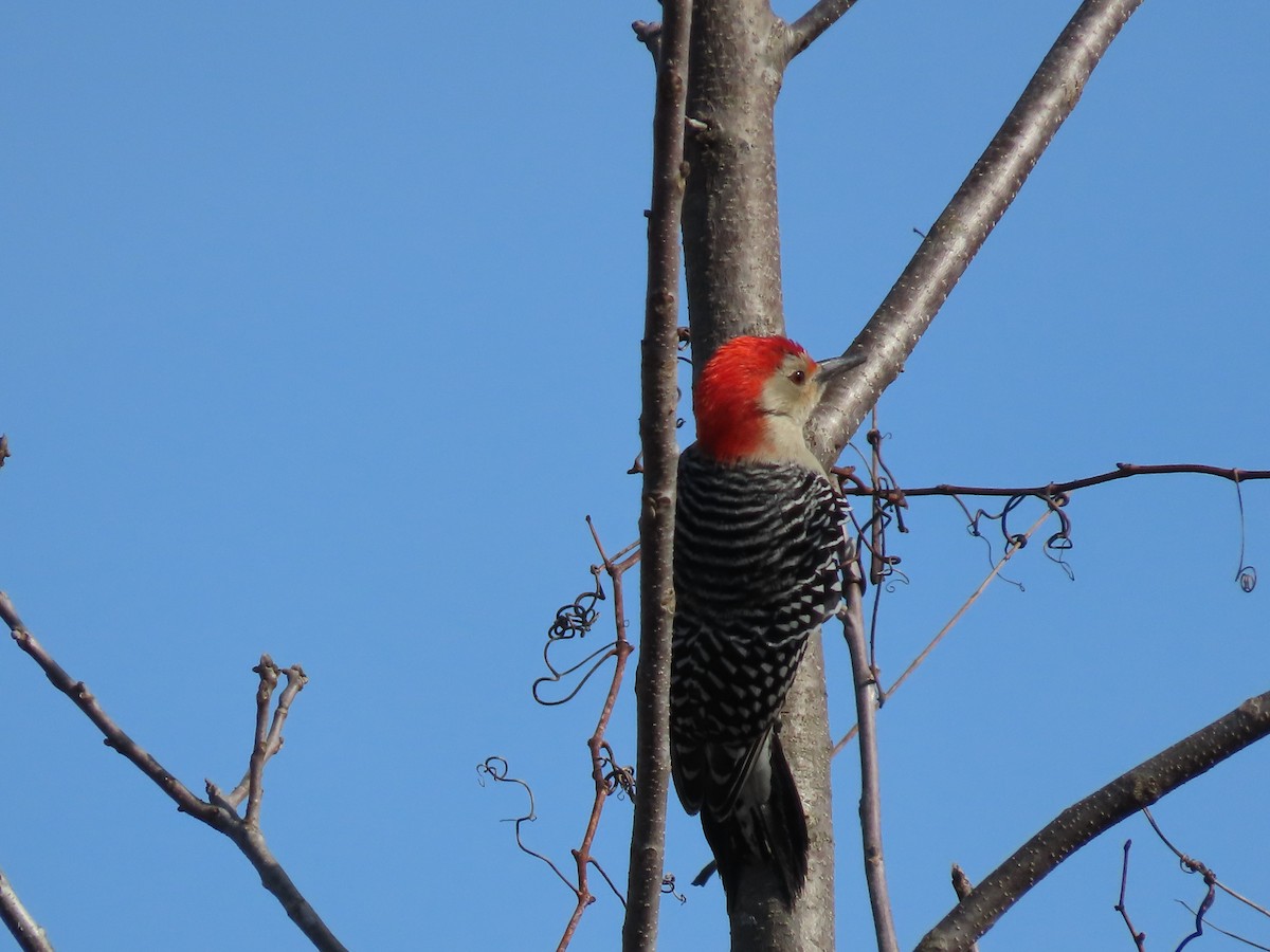 Red-bellied Woodpecker - ML613881170