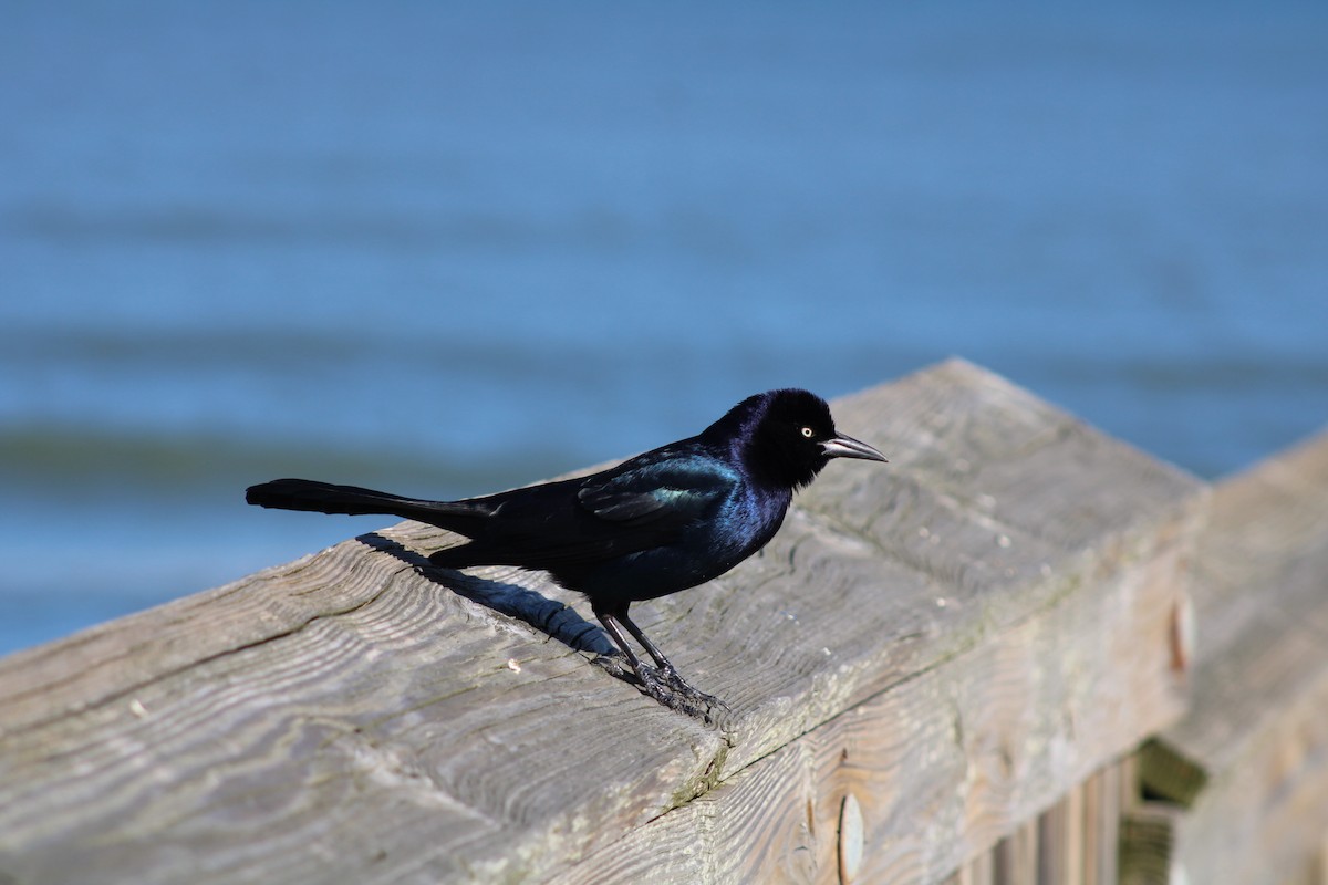 Boat-tailed Grackle - ML613881237