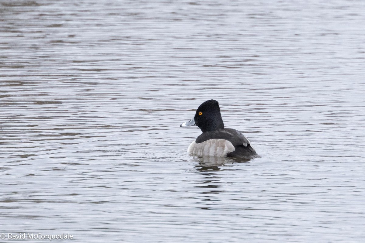 Ring-necked Duck - ML613881272