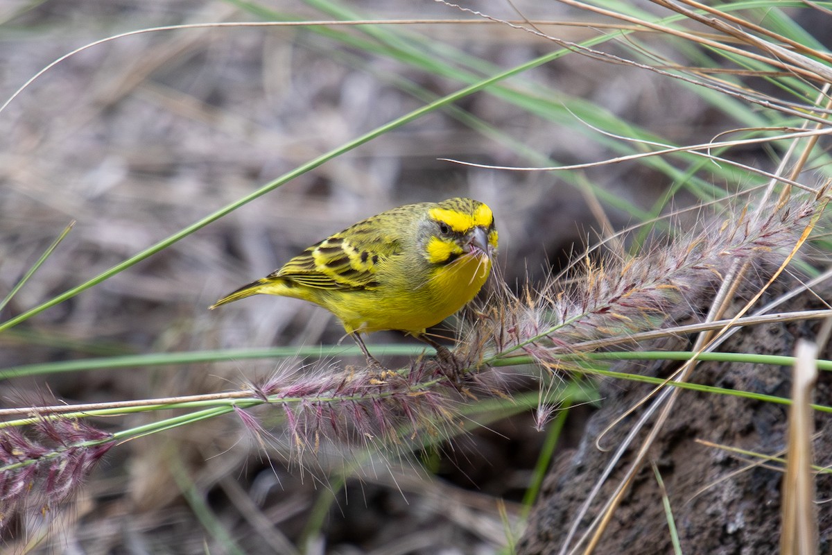 Yellow-fronted Canary - ML613881392