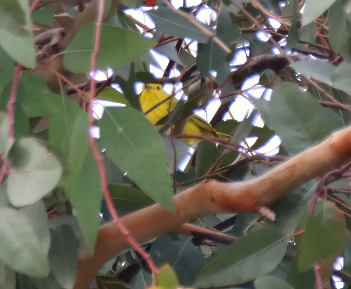 Yellow Warbler - ML613881675