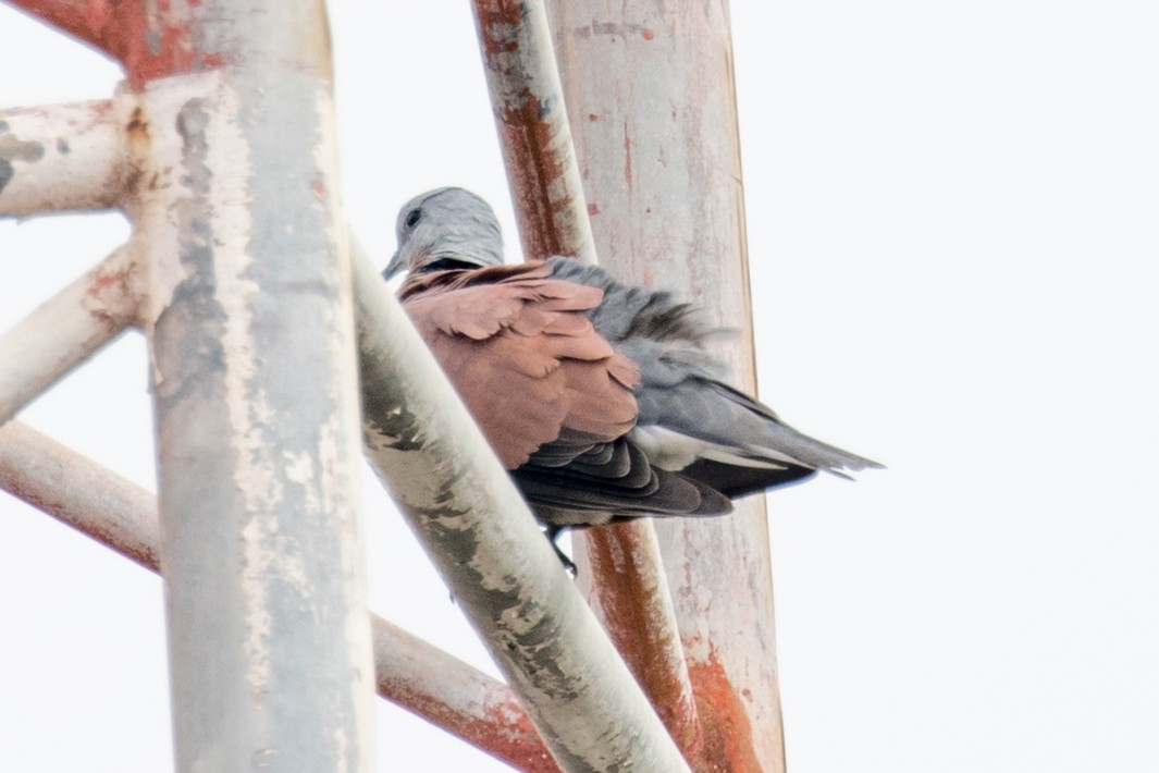 Red Collared-Dove - ML613881762