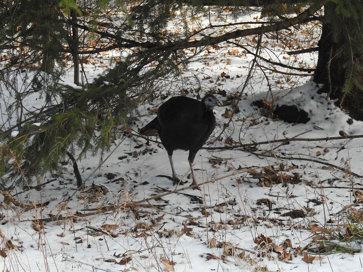 EBird Checklist 22 Jan 2024 Walnut Woods Metro Park Tall Pines   1200