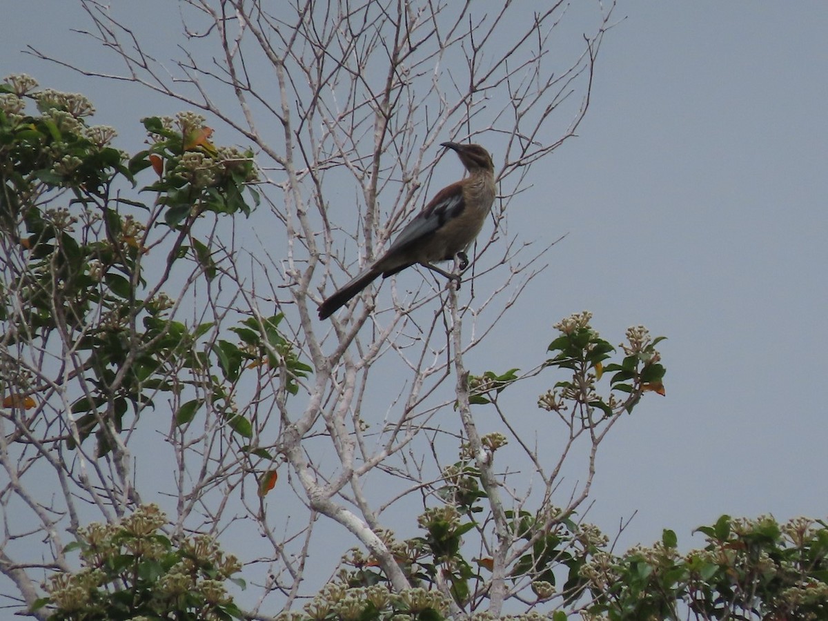 New Caledonian Friarbird - ML613882265