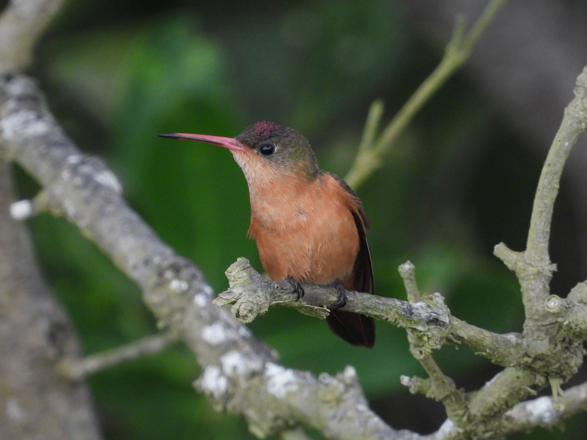 Cinnamon Hummingbird (Mainland) - ML613882304