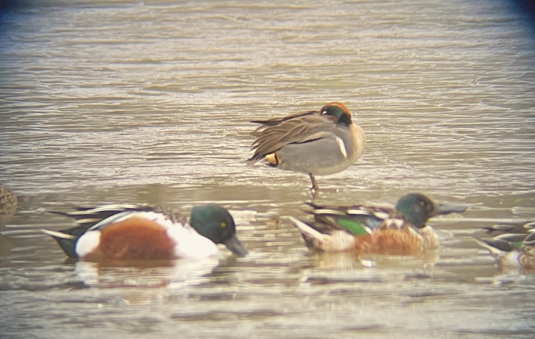 Green-winged Teal - ML613882499