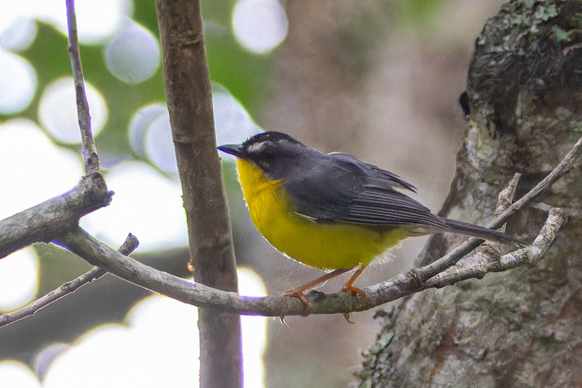 Gray-and-gold Warbler - ML613882763