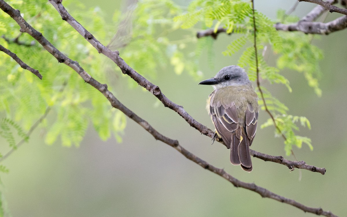 Tropical Kingbird - Forest Botial-Jarvis