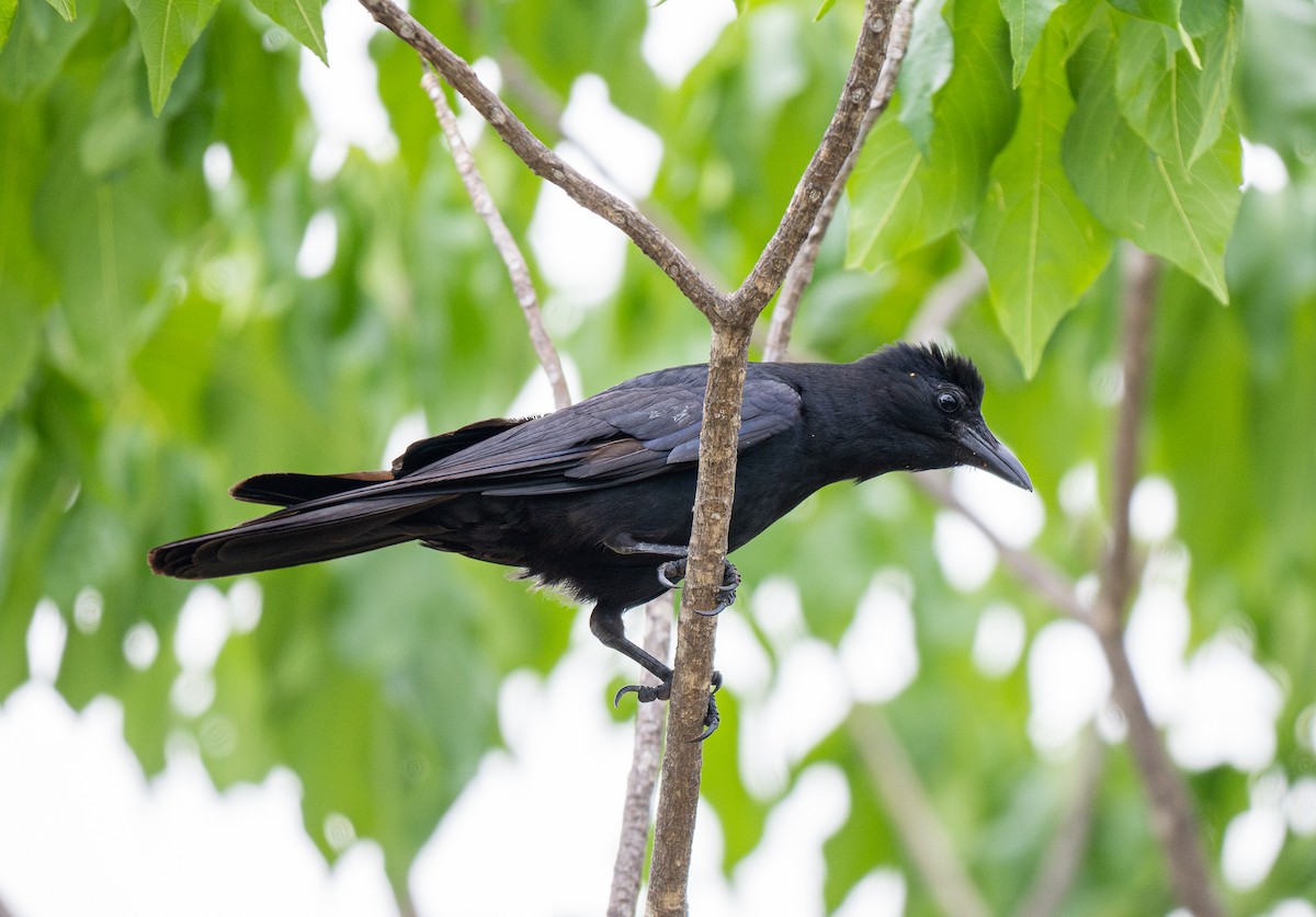 Sinaloa Crow - Forest Botial-Jarvis