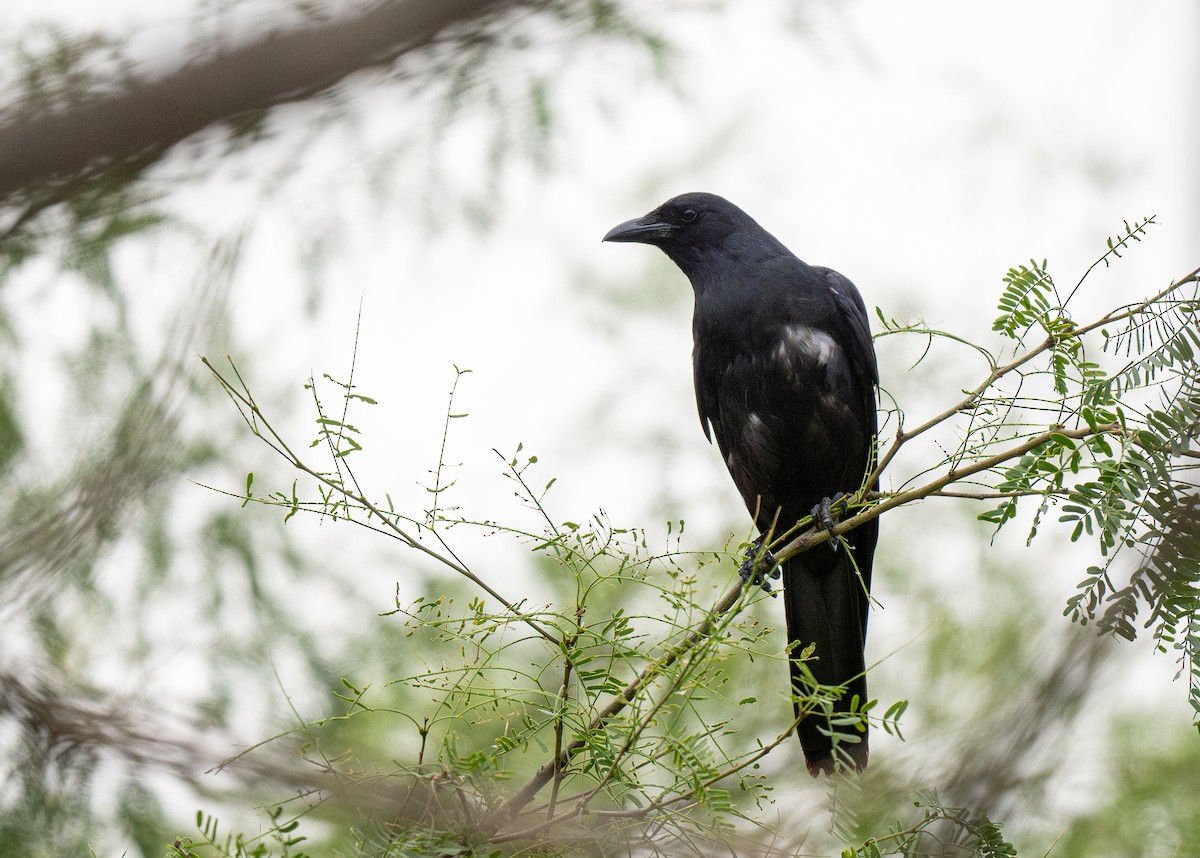 Sinaloa Crow - ML613882979