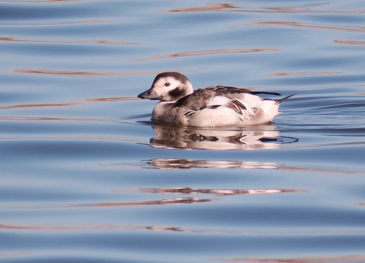 Long-tailed Duck - ML613883618