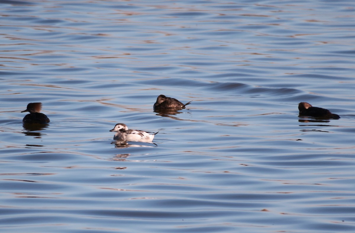 Long-tailed Duck - ML613883619