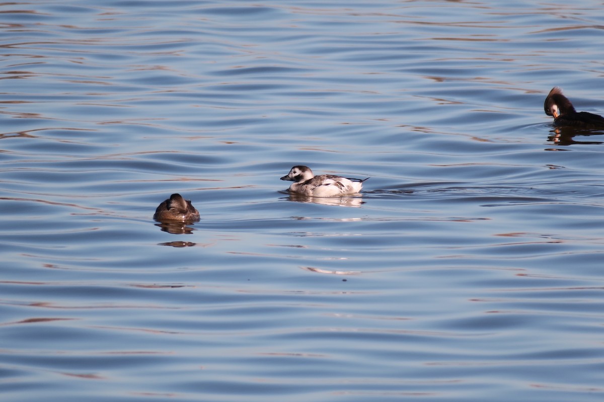 Long-tailed Duck - ML613883620