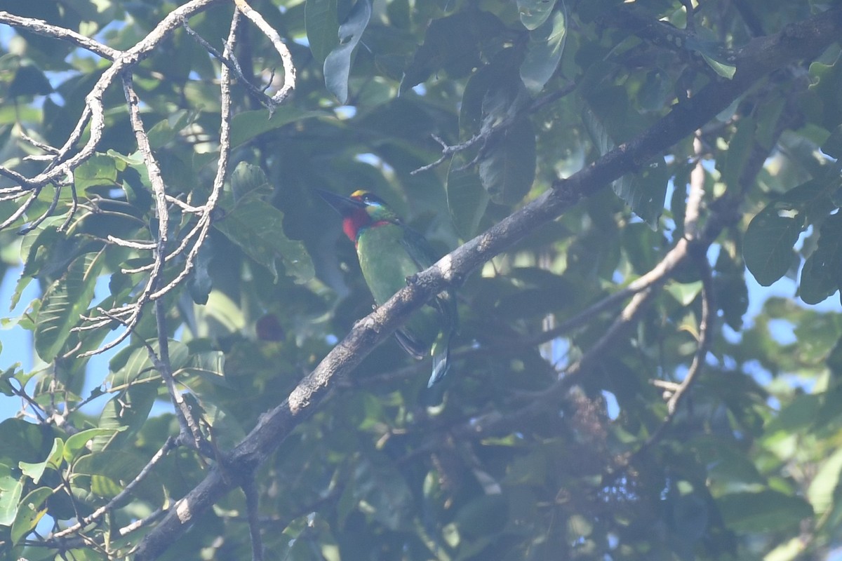 Red-throated Barbet - ML613883773