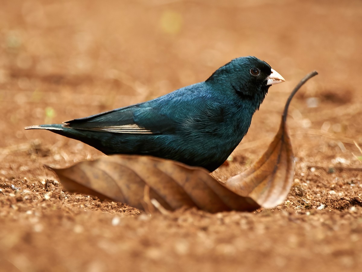 Cameroon Indigobird - Vidua camerunensis - Birds of the World