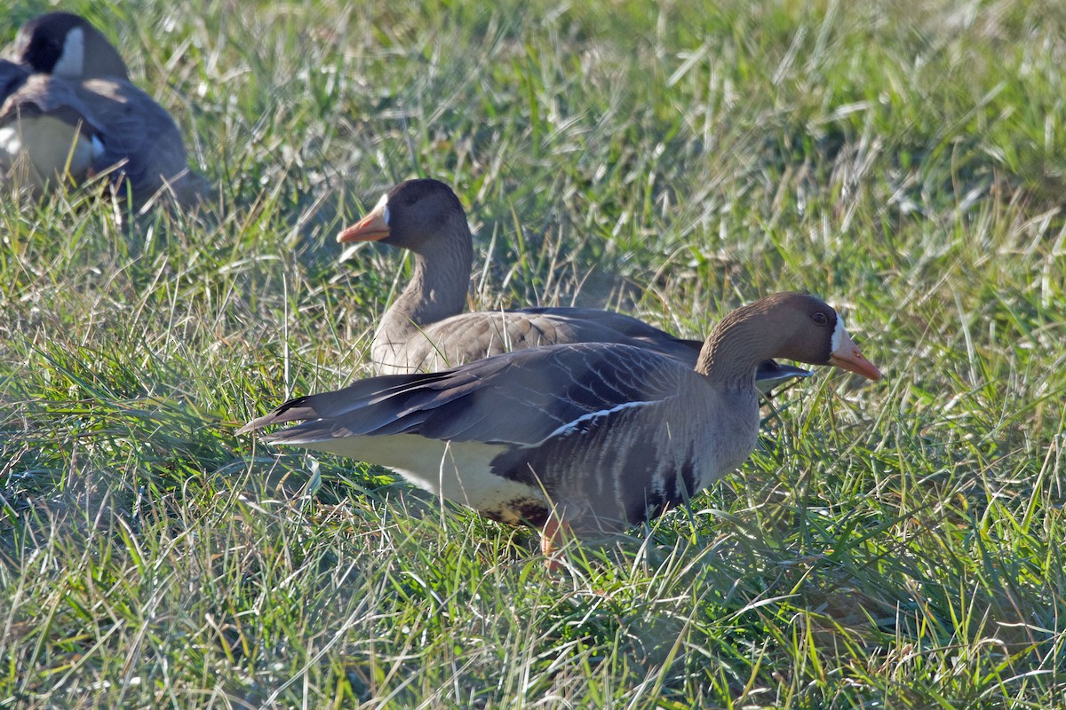 Greater White-fronted Goose - ML613883959