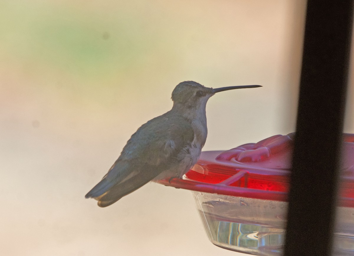 Black-chinned Hummingbird - ML613883974