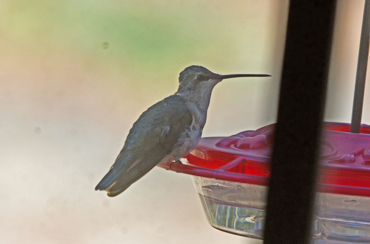 Black-chinned Hummingbird - Bob Zaremba