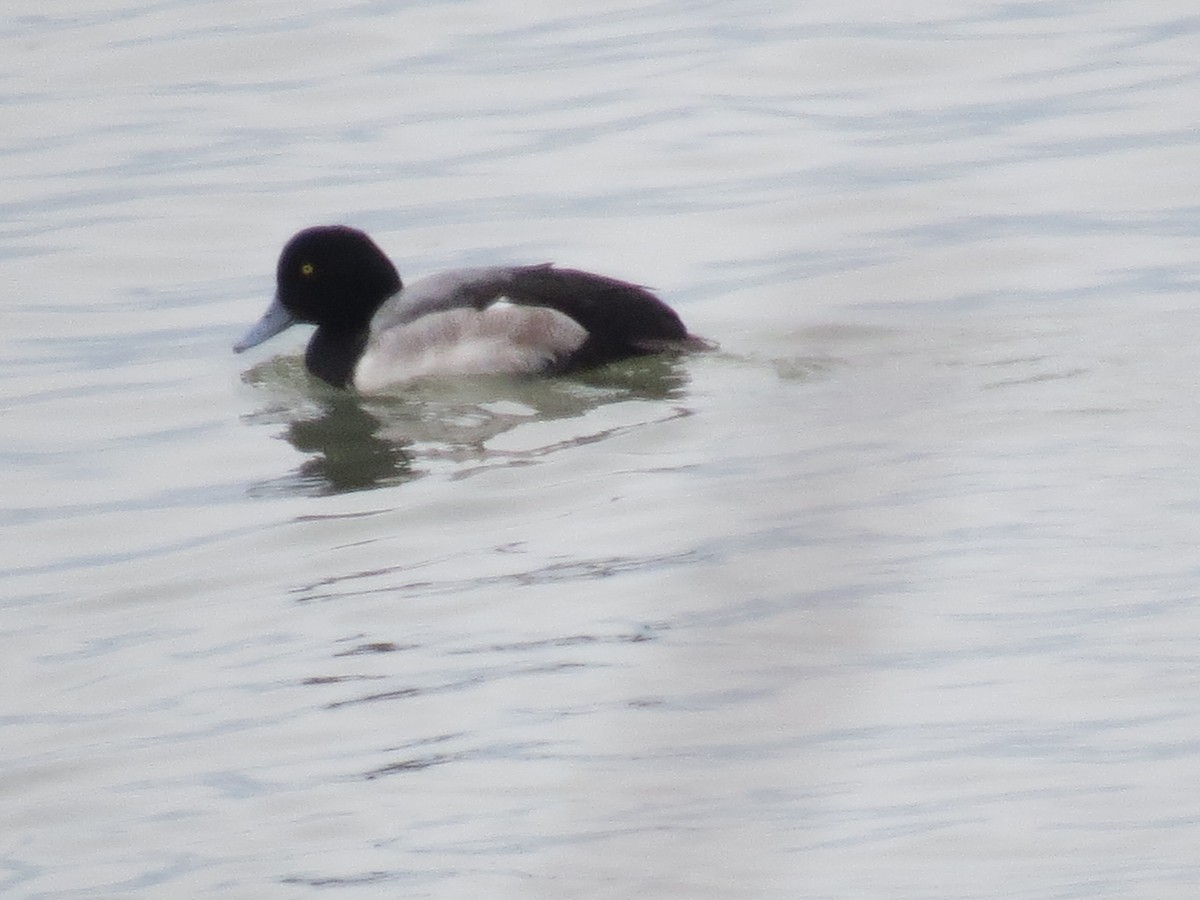 Greater Scaup - ML613884074