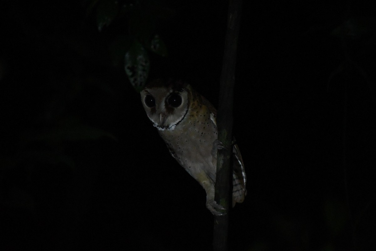 Oriental Bay-Owl - ML613884106