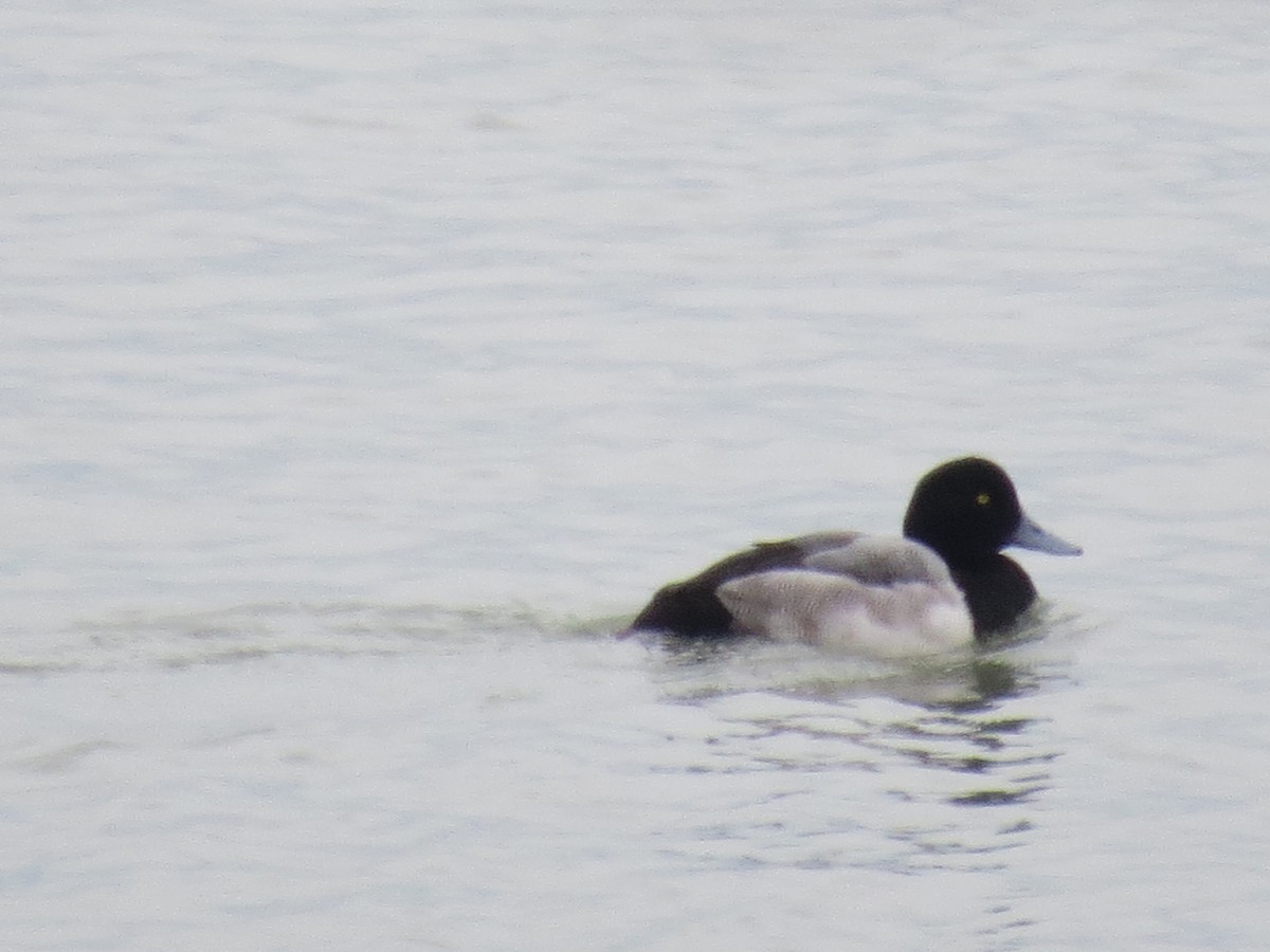 Greater Scaup - ML613884148