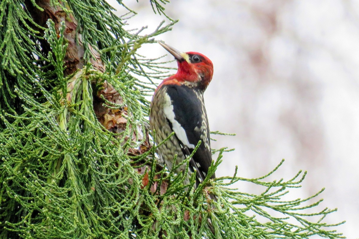 Red-breasted Sapsucker - ML613884205