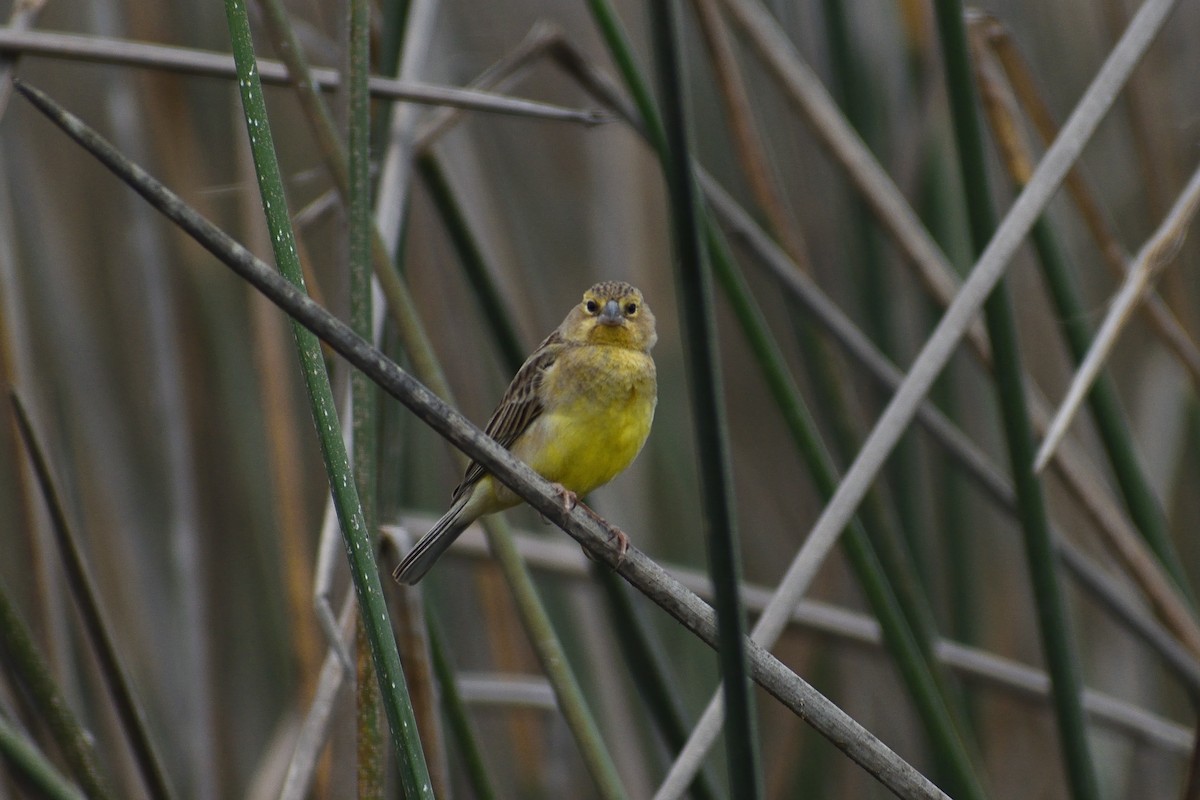 Grassland Yellow-Finch - ML613884386