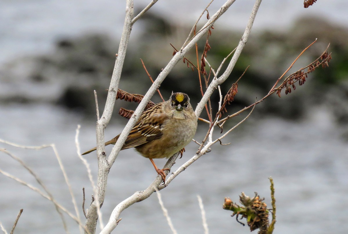 Golden-crowned Sparrow - ML613884643
