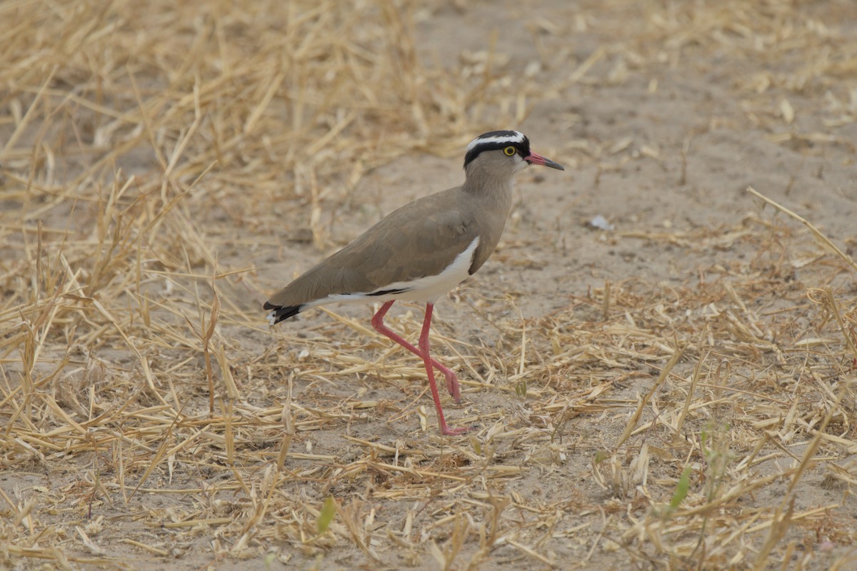 Crowned Lapwing - ML613884732