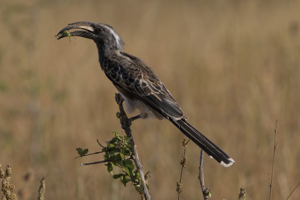 African Gray Hornbill - ML613884906