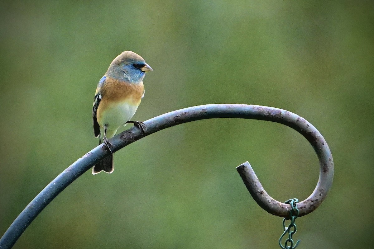 EBird Checklist 22 Jan 2024 Pearl Street Feeders 8 Species   1200